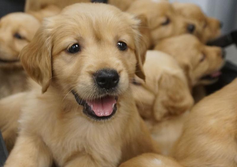 Carousel Slide 2: Golden Retriever Puppies