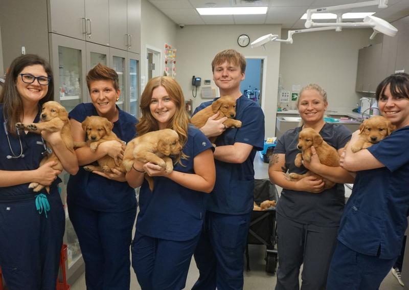 Carousel Slide 8: Staff with puppies