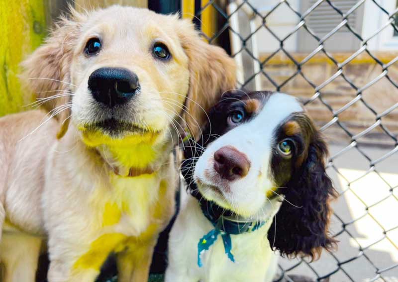 Carousel Slide 4: Puppy veterinary care
